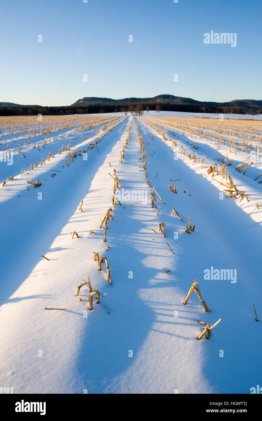 Am frühen Morgen auf einer Farm in Hadley, Massachusetts.  Winter.  Holyoke reichen. Stockfoto