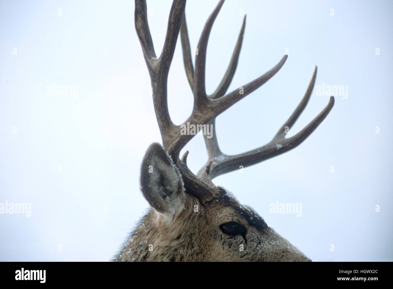 Wilde Mule Deer Buck im Schnee, colorado Stockfoto