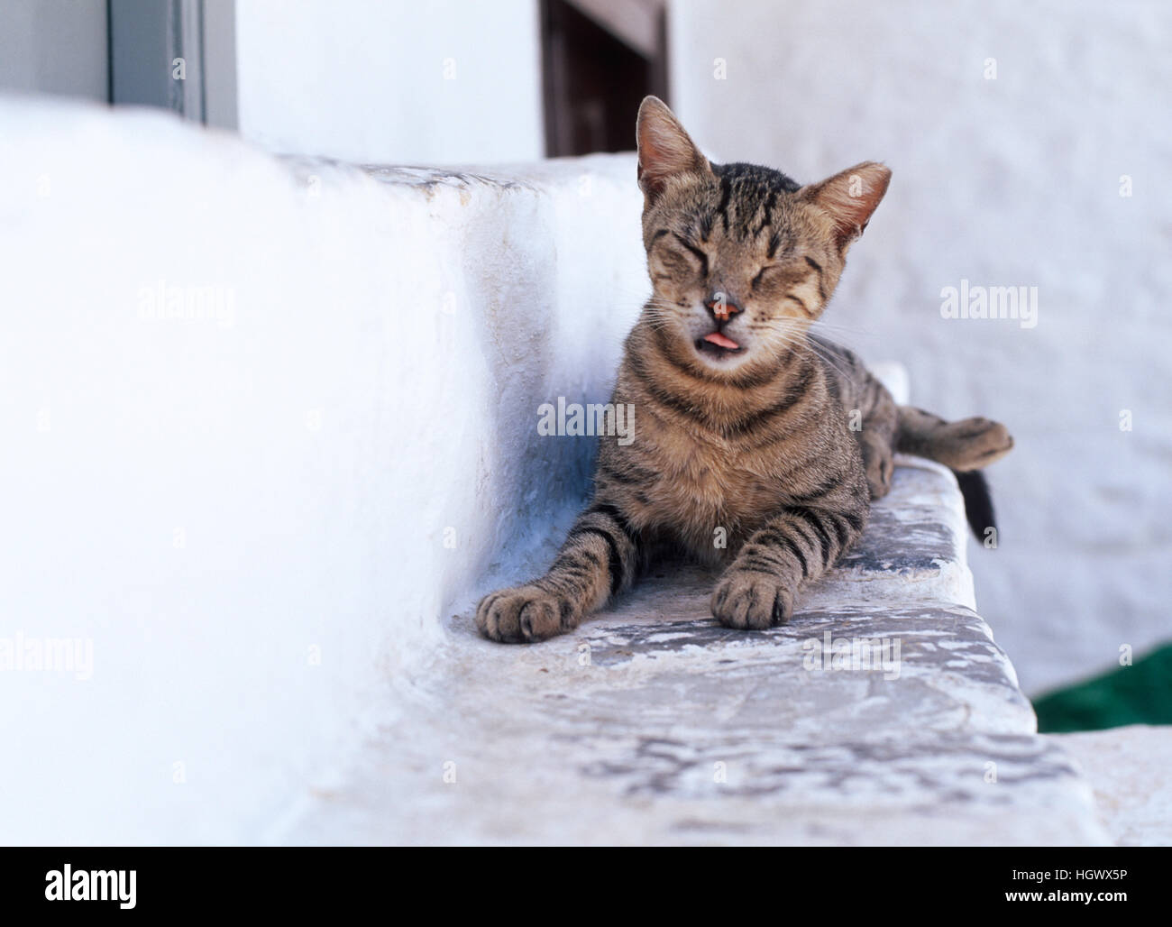 Zufriedene Katze auf Treppen, Hydra-Insel, Griechenland Stockfoto