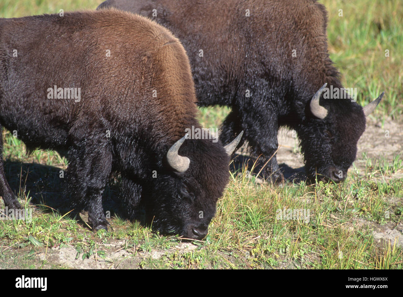 Zwei amerikanische Bisons grasen im Yellowstone National Park Stockfoto