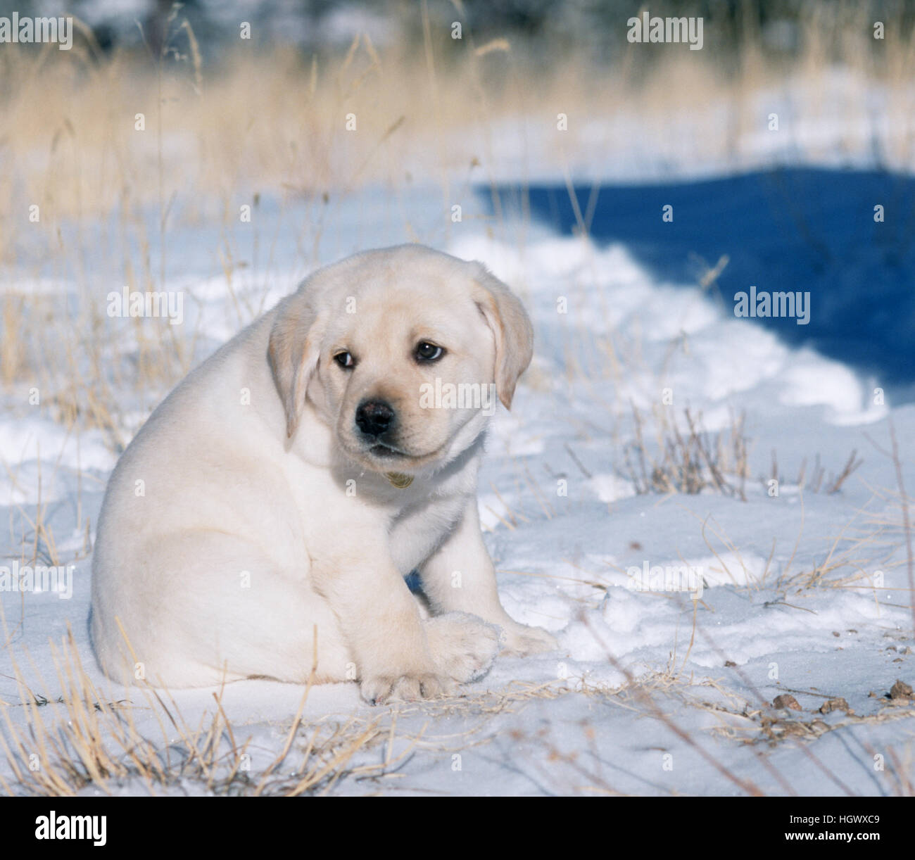 Die gelbe Labrador-Welpe war sehr verwirrt, wenn er zum ersten Mal nach Hause gebracht wurde Stockfoto