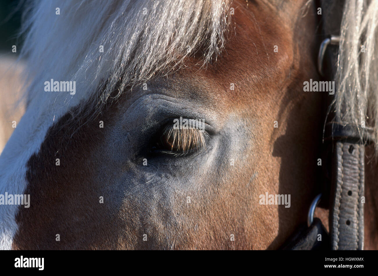 Augen und Wimpern des Pferdes Stockfoto