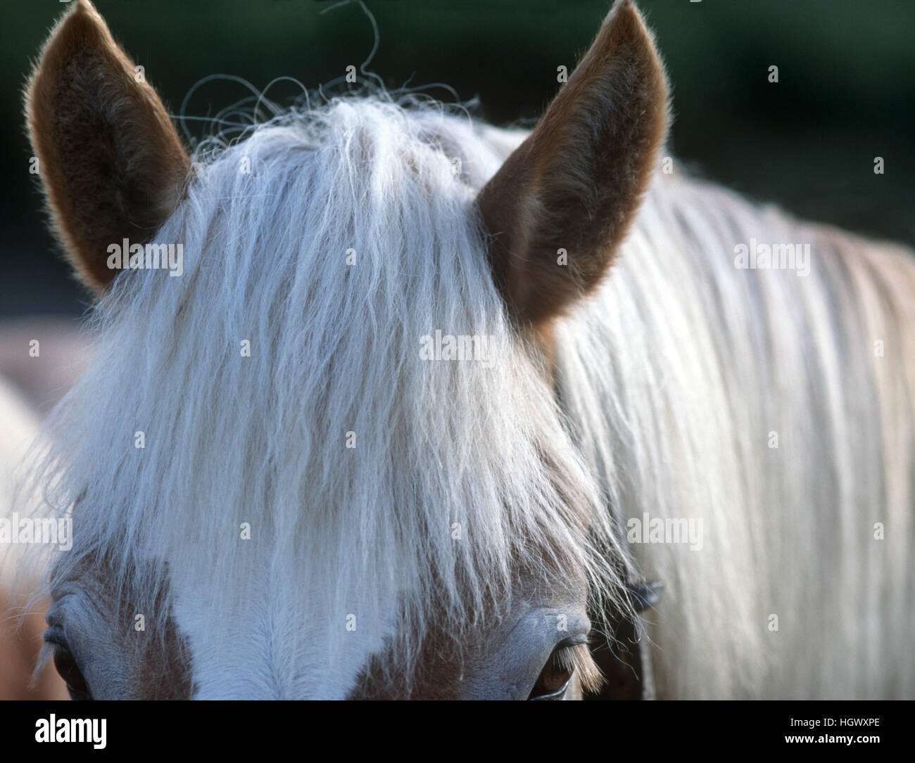 Pferd-Nahaufnahme Stockfoto