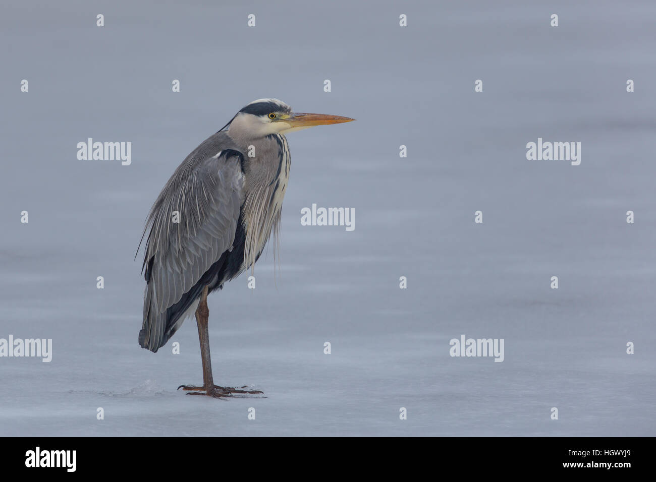 Porträt der Graureiher (Ardea Cinerea) stehen auf dem Eis Stockfoto