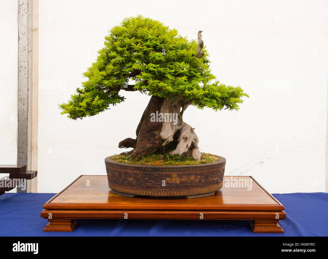 Eibe bonsai -Fotos und -Bildmaterial in hoher Auflsung  Alamy