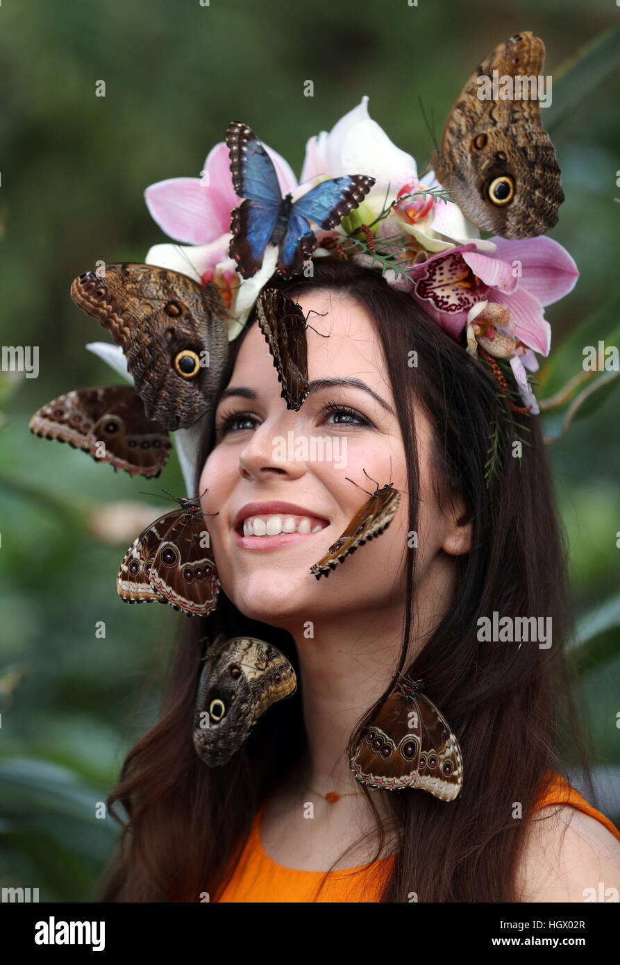 Model Jessie kann Smart mit Schmetterlingen bei einem Fototermin für RHS Garden Wisley Schmetterlinge in der Glashaus-Ausstellung in Woking, Surrey. Stockfoto