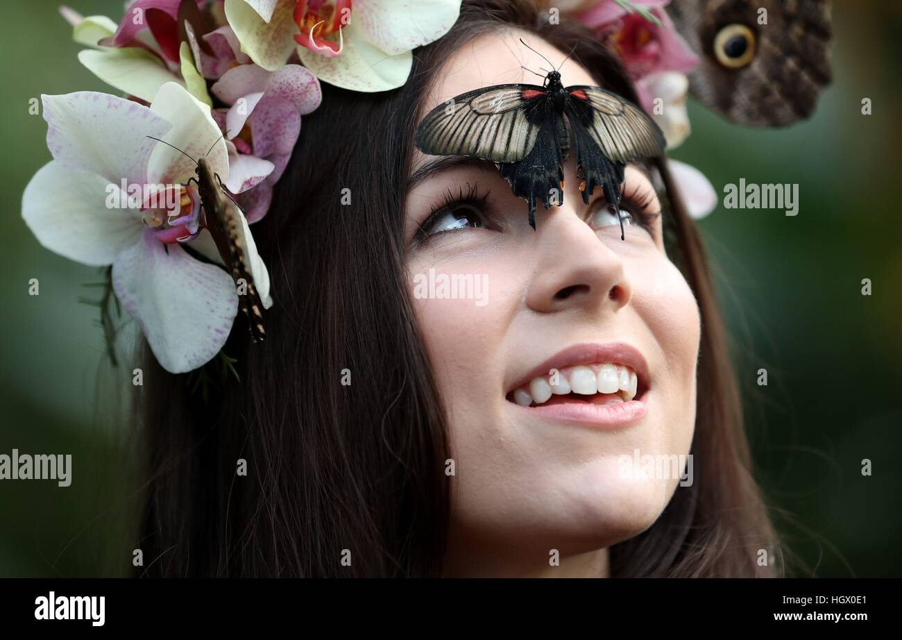 Model Jessie kann Smart mit großen gelben Morman Schmetterling bei einem Fototermin für RHS Garden Wisley Schmetterlinge in der Glashaus-Ausstellung in Woking, Surrey. Stockfoto