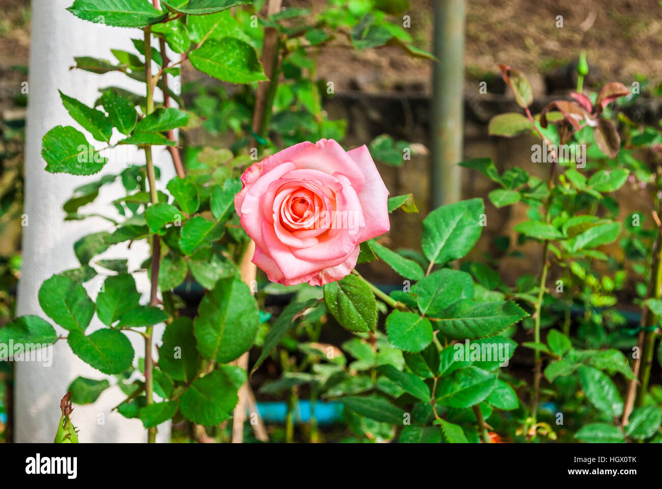 Nahaufnahme, Rose rosa Stockfoto