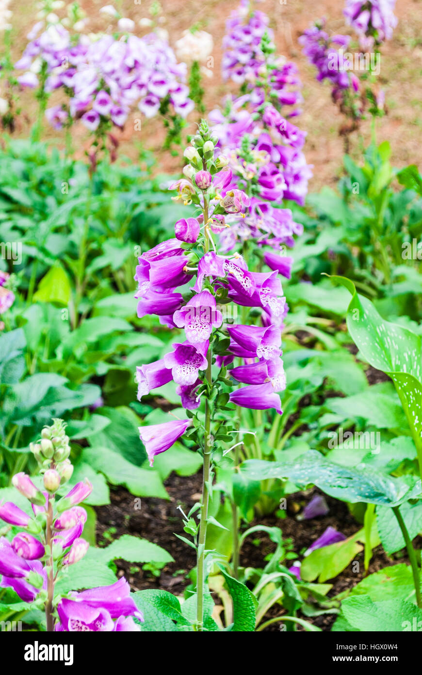 Lila Boden Orchideen im Garten Stockfoto