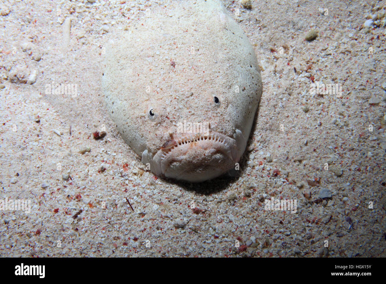 Dollfuß Stargazer Fisch (Uranoscopus Dollfusi) auf sandigen Boden des Roten Meeres Stockfoto