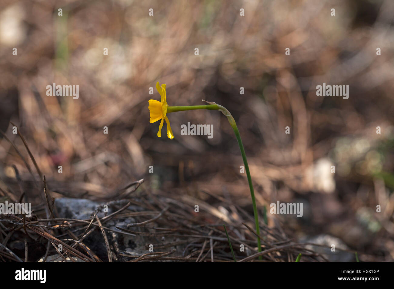 Gemeinsamen Jonquil Narcissus Jonquilla in Rodungen in der Nähe von Domaine la Vallonge Frankreich Februar 2016 Stockfoto