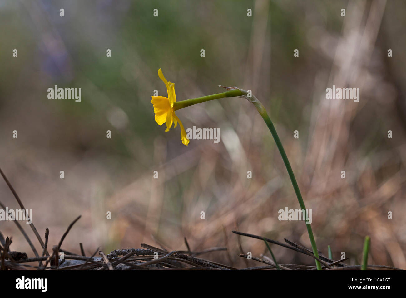 Gemeinsamen Jonquil Narcissus Jonquilla in Rodungen in der Nähe von Domaine la Vallonge Frankreich Februar 2016 Stockfoto