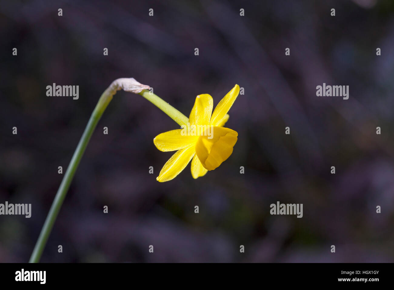 Gemeinsamen Jonquil Narcissus Jonquilla in Rodungen in der Nähe von Domaine la Vallonge Frankreich Februar 2016 Stockfoto