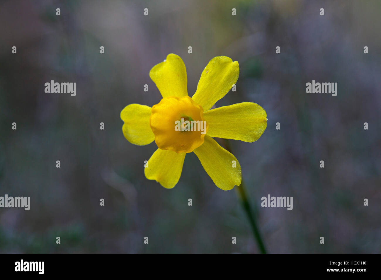 Gemeinsamen Jonquil Narcissus Jonquilla in Rodungen in der Nähe von Domaine la Vallonge Frankreich Februar 2016 Stockfoto