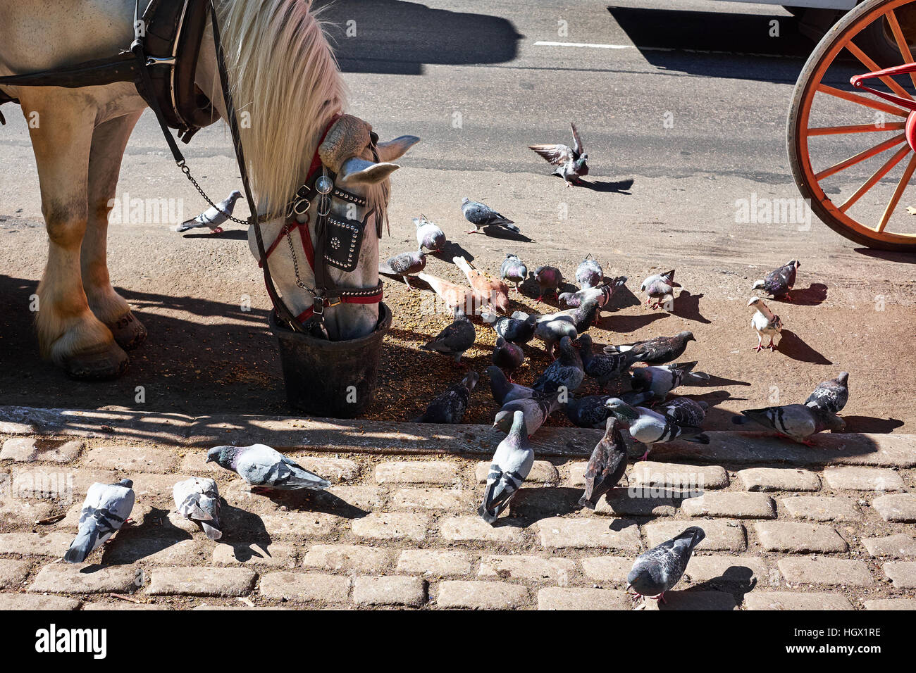 Pferd Essen Hafer Aus Einem Eimer Und Tauben Essen Reste Vom Boden Ausserhalb Central Park In New York City Stockfotografie Alamy