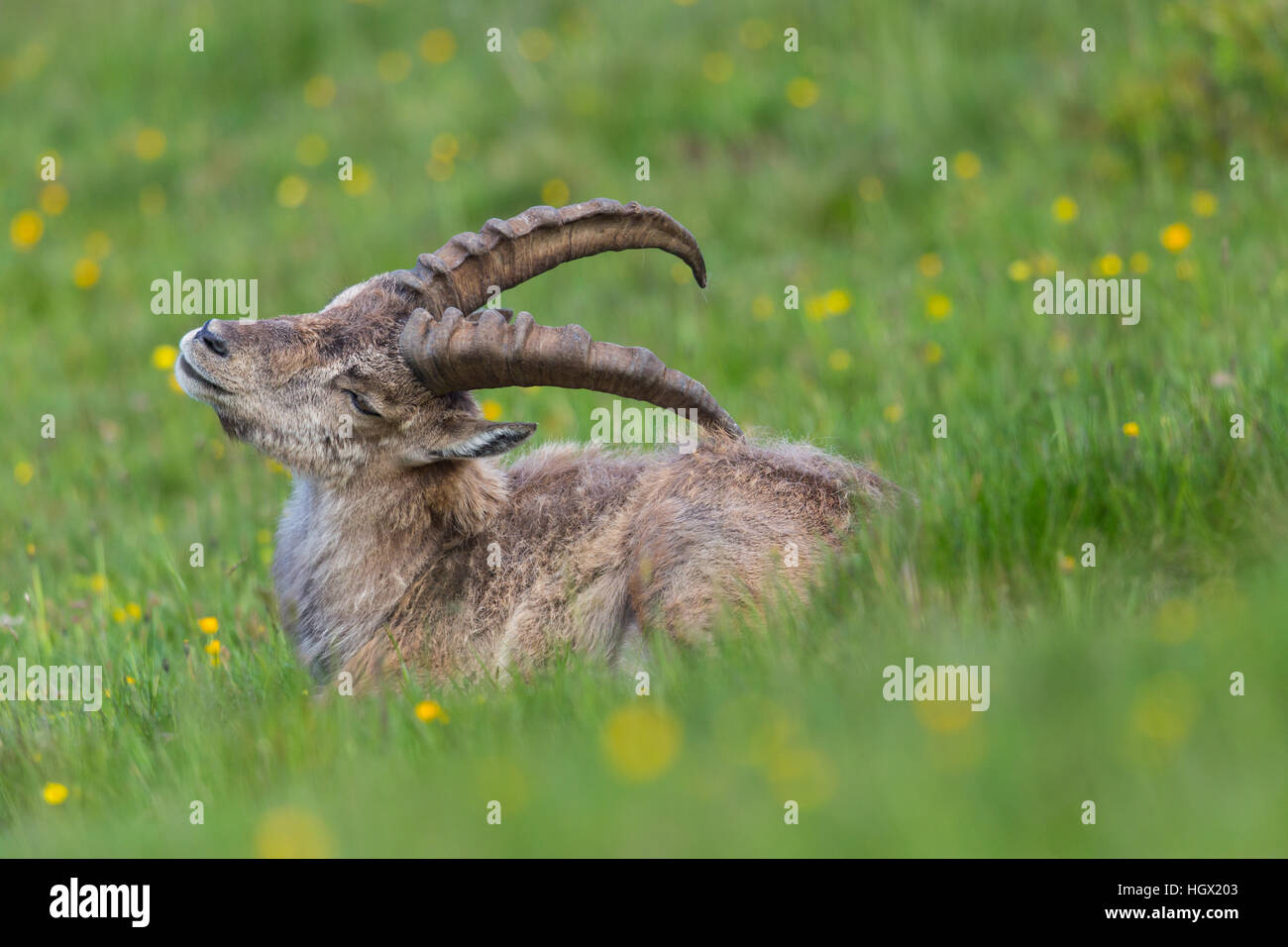 Seite Ansicht Porträt des natürlichen Steinbock Steinbock im Grünland Stockfoto