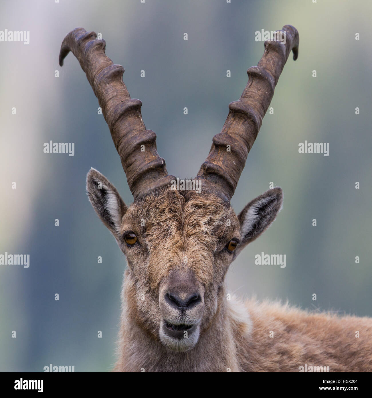 Porträt von ein Steinbock-Steinbock in natürlicher Umgebung Stockfoto