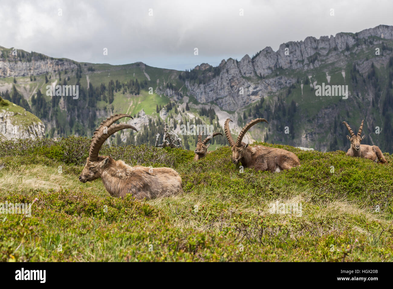Vier natürliche Steinbock Steinböcke sitzen in natürlicher Umgebung Stockfoto