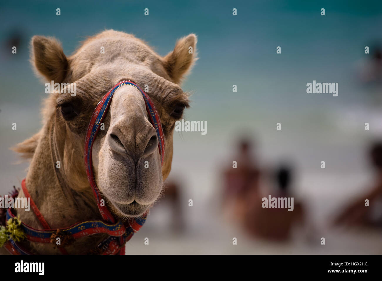 Ein Kamel schaut das Objektiv an einem Strand in Ägypten. Stockfoto