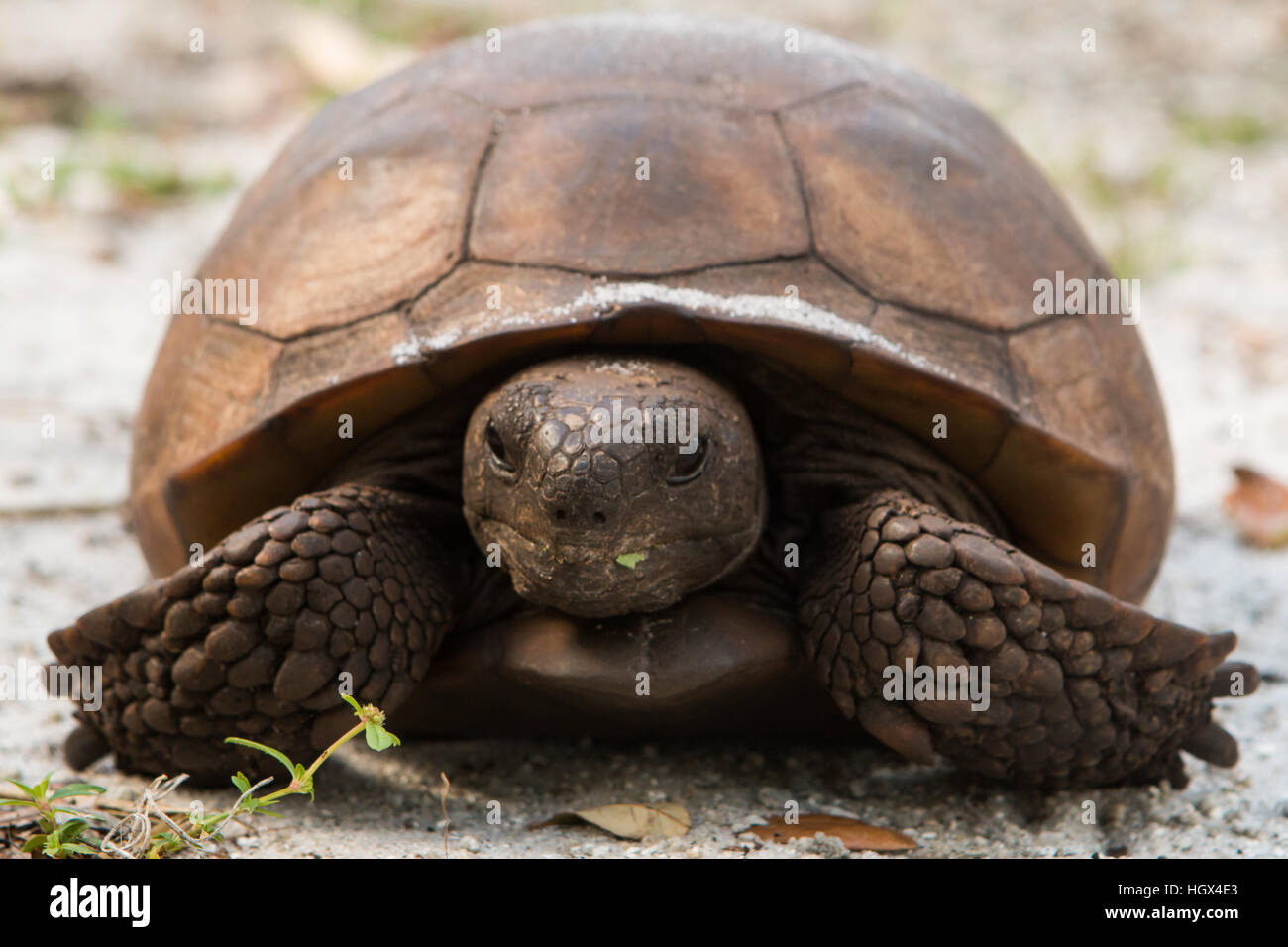 Nahaufnahme von einer Fütterung Gopher-Schildkröte - Gopherus polyphemus Stockfoto