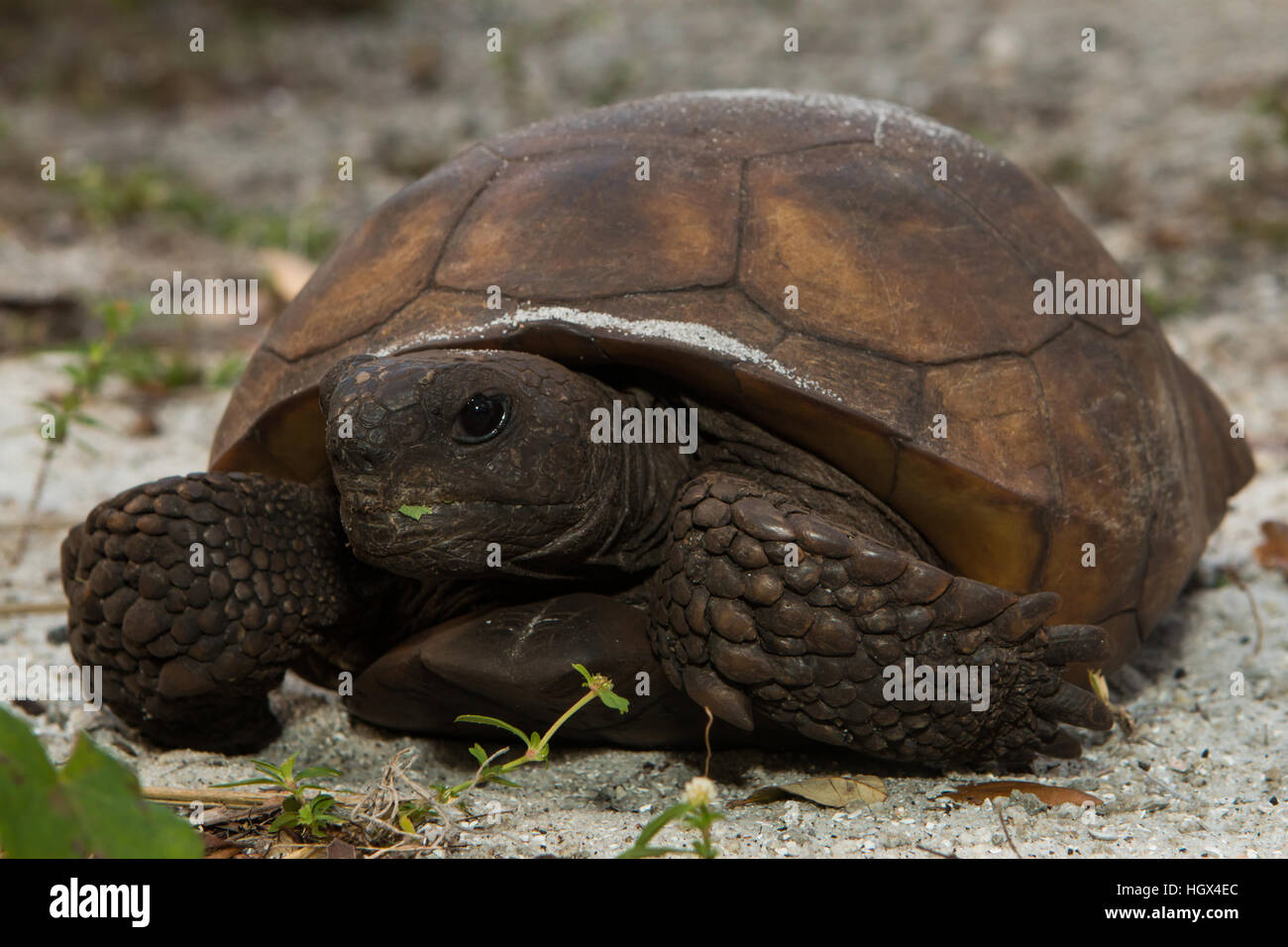 Baby Gopher Schildkröte - Gopherus polyphemus Stockfoto