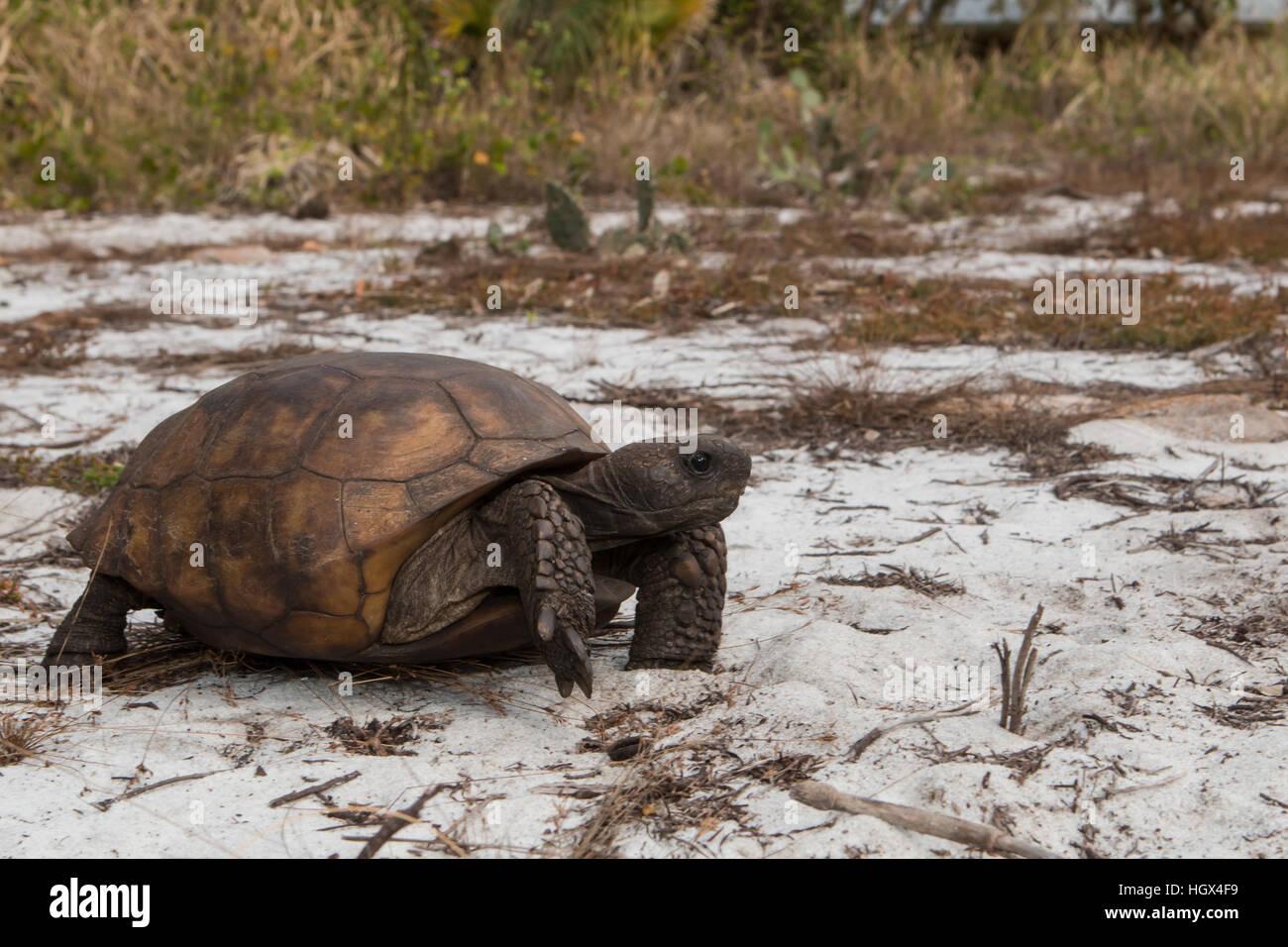 Junge Gopher Schildkröte - Gopherus polyphemus Stockfoto