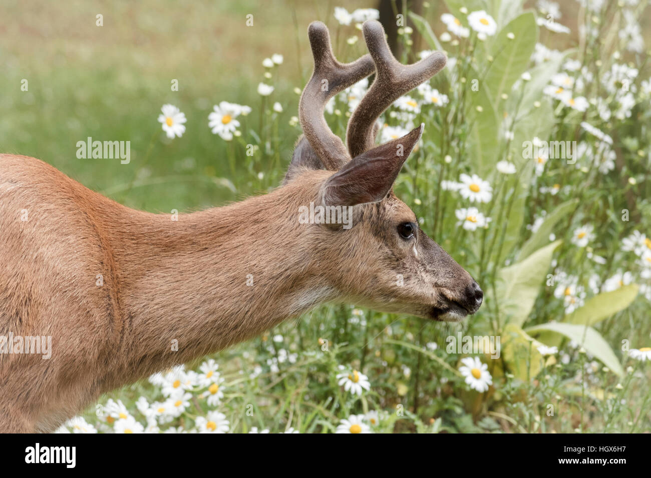 Eine männliche Hirsche mit samtig Geweih starrt in einen Garten mit Wildblumen im Hintergrund. Stockfoto