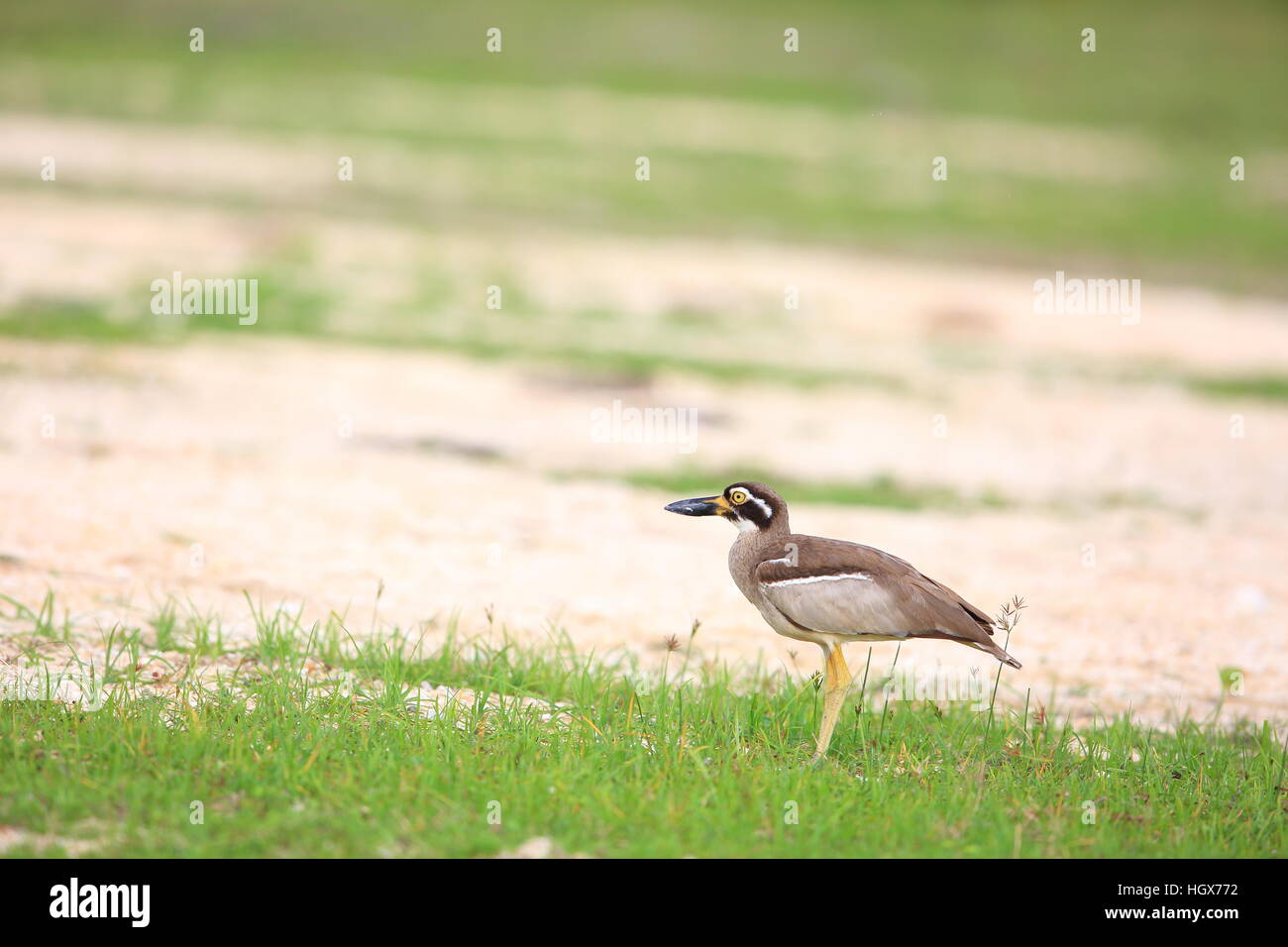 Beach-Stein-Brachvogel oder Strand Thick-knee (Orthorhamphus Magnirostris) in Bali Barat Nationalpark, Insel Bali, Indonesien Stockfoto