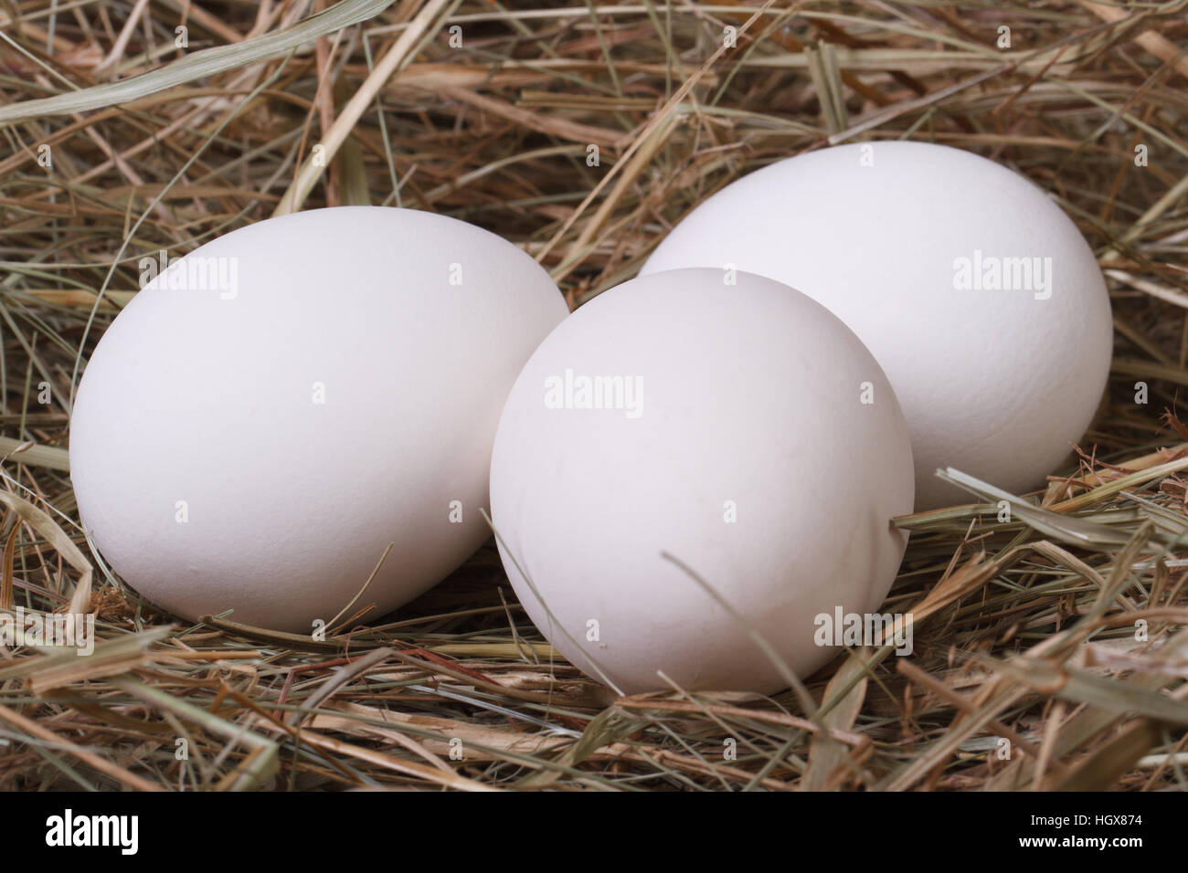 Frische weiße Hühnereier in einer duftenden Wiese-Heu-Nahaufnahme Stockfoto