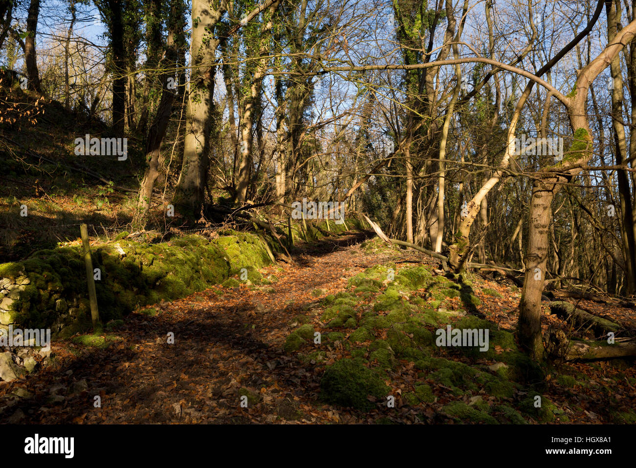 Großbritannien, England, Derbyshire, Cressbrook Dale im Winter, moosige Wand neben Pfad durch den Wald Stockfoto