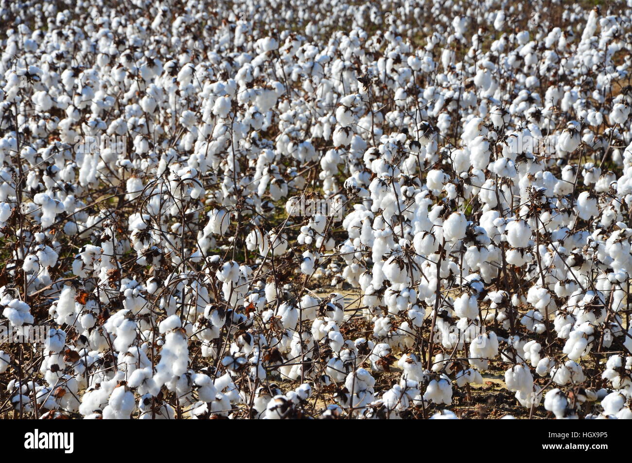 Baumwolle im Feld im ländlichen North Carolina Stockfoto