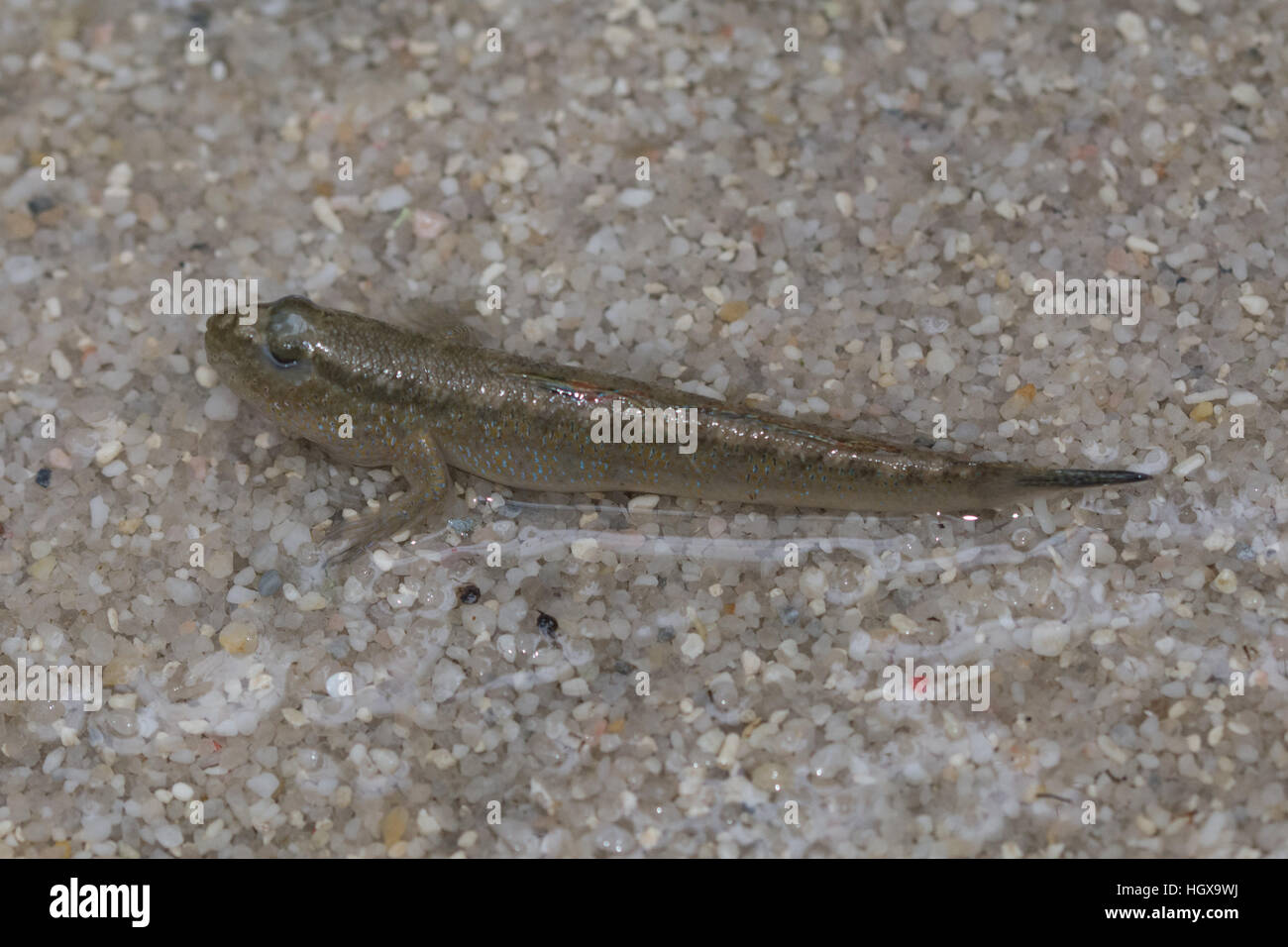 Asiatische Schlammspringer, eine amphibische Fisch, bei The Living Rainforest, Berkshire, UK Stockfoto