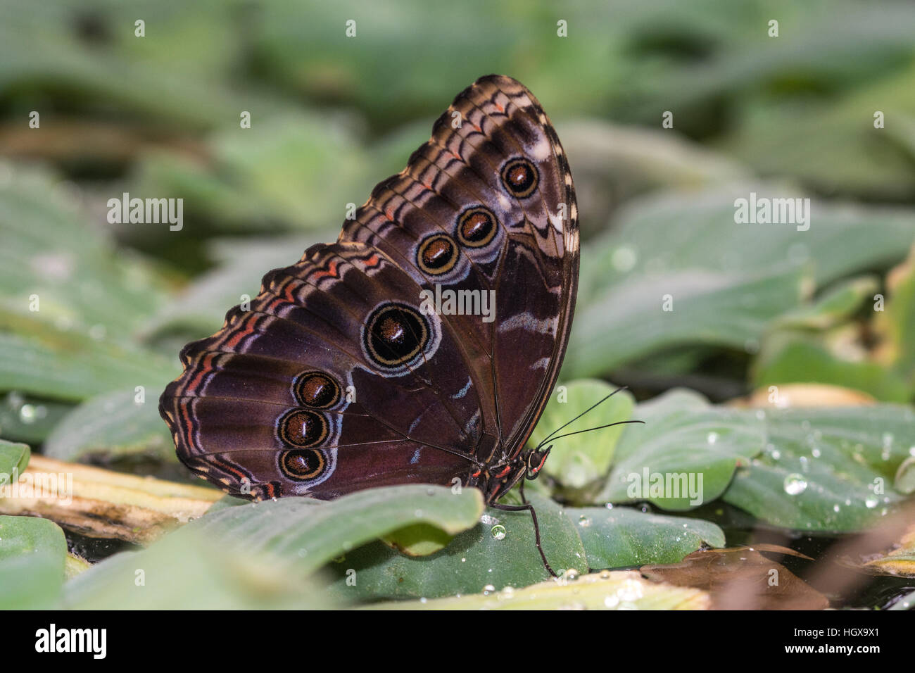Nahaufnahme eines großen blauen Morpho Schmetterlings in The Living Rainforest, Berkshire, UK Stockfoto