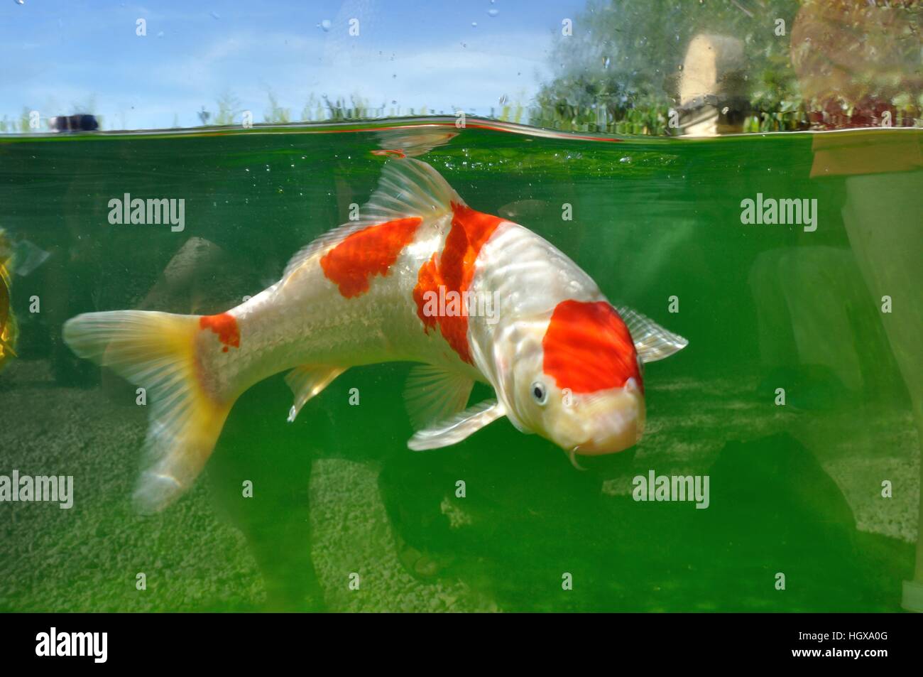 Koi karpfen Fotos und Bildmaterial in hoher Auflösung Alamy