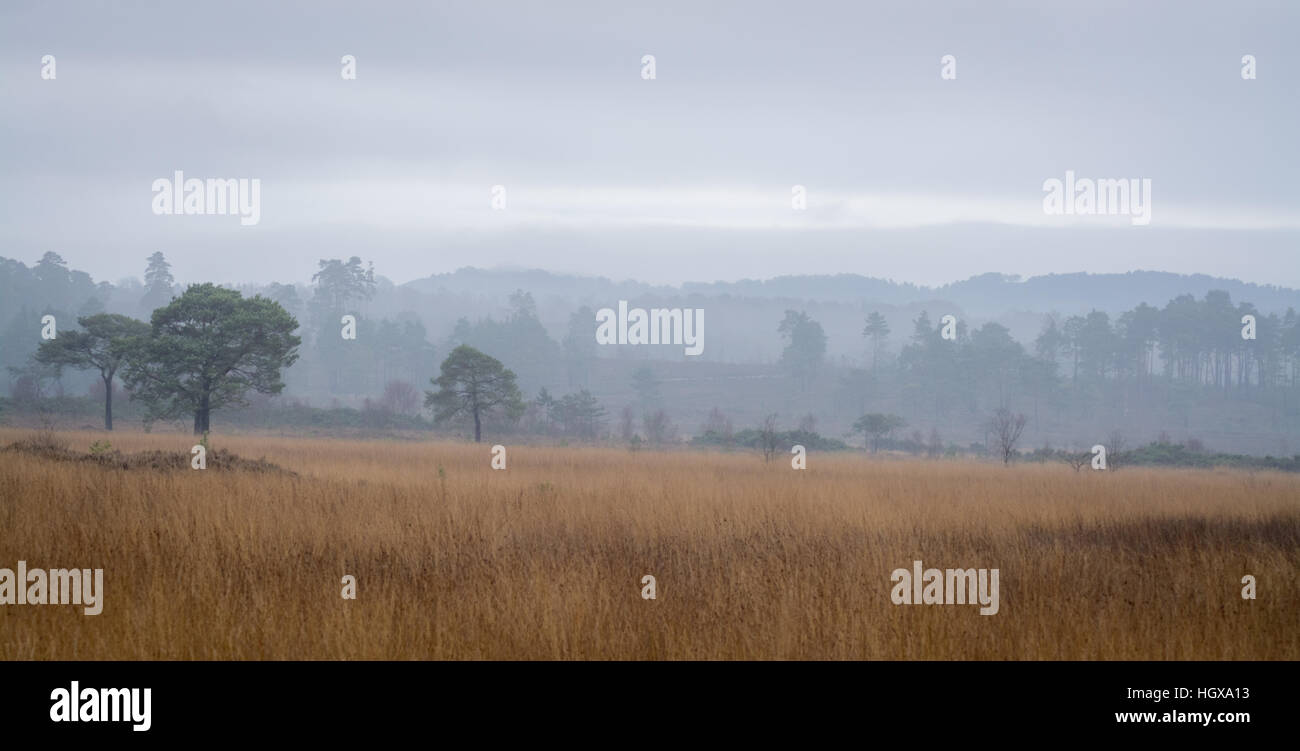Blick über Thursley gemeinsame nationale Natur-Reserve, Surrey, UK, an einem nebligen Wintermorgen Stockfoto