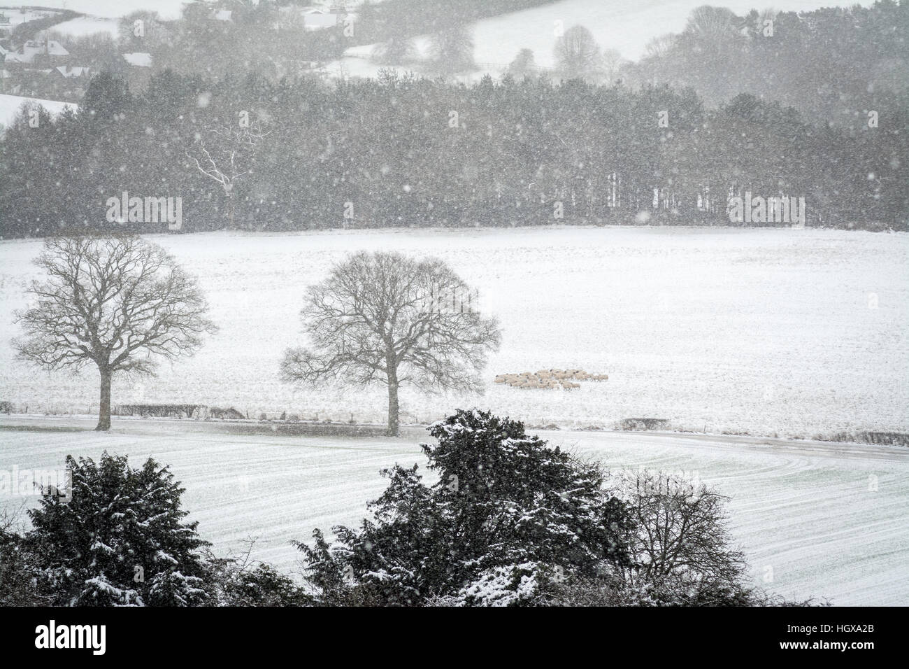 Verschneite Landschaft bei Newlands Corner in der Surrey Hills Area of Outstanding Natural Beauty und North Downs, Großbritannien Stockfoto