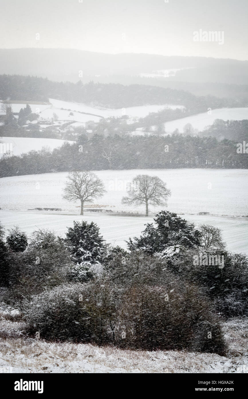 Verschneite Landschaft in Newlands Corner in der Surrey Hills Area of Outstanding Natural Beauty, Großbritannien Stockfoto