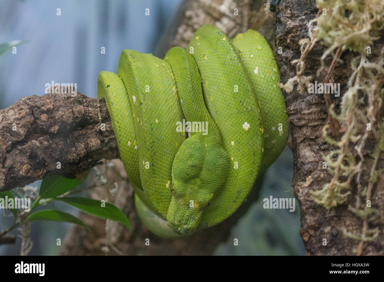 Grüner Baumpython (Morelia Viridis) - gefangen Stockfoto