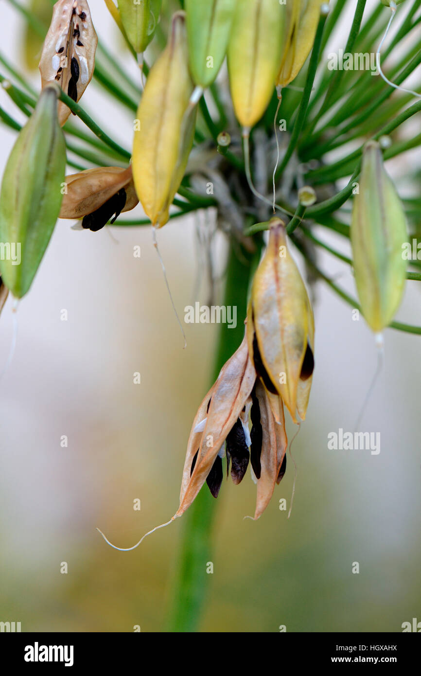 Schmucklilie, Agapanthus Africanus, Samenstand Stockfoto