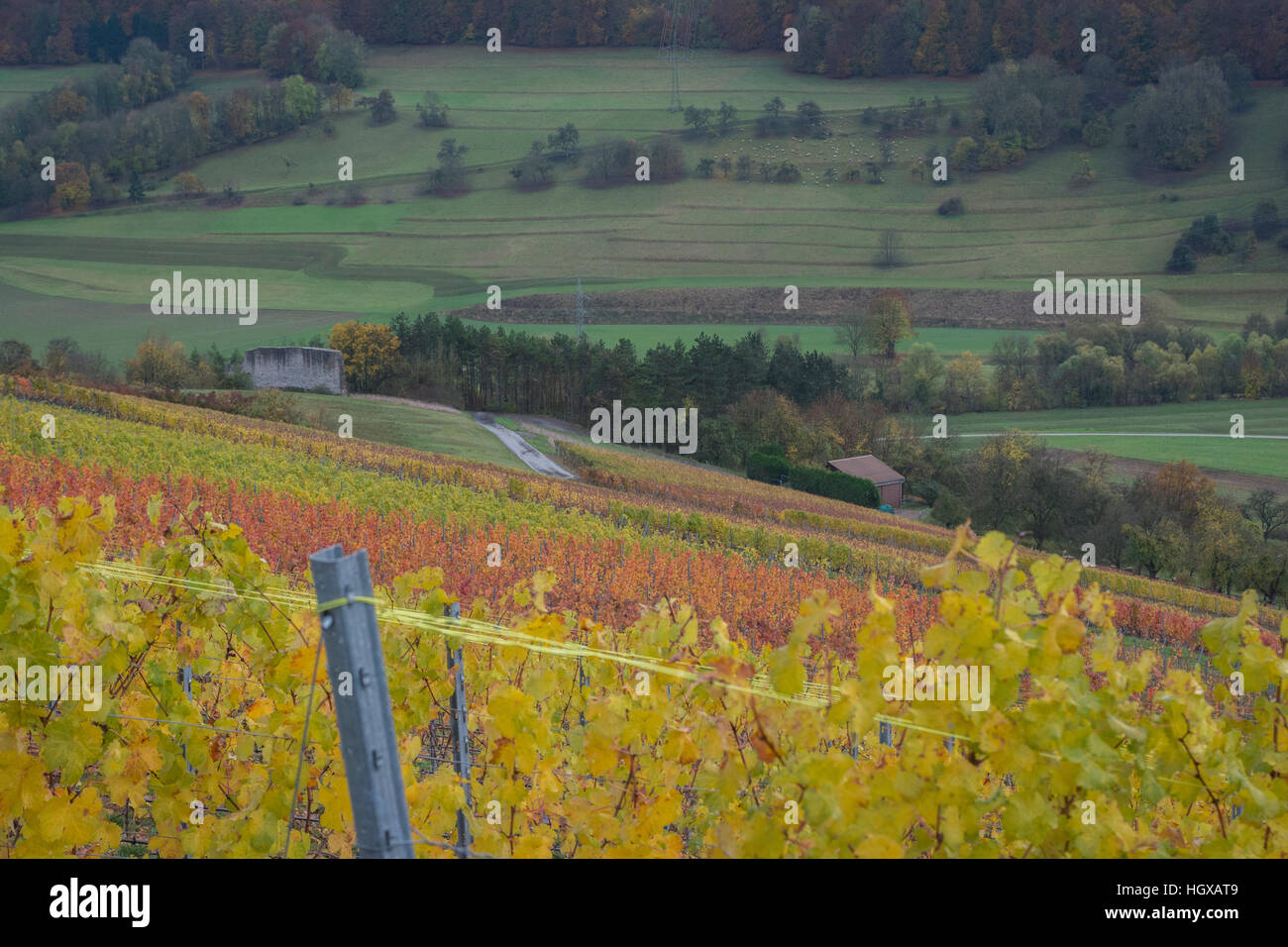 Weinberge, Ingelfingen, Künzelsau, Kochertal, Region Hohenlohe, Heilbronn-Franken, Baden-Württemberg, Deutschland Stockfoto