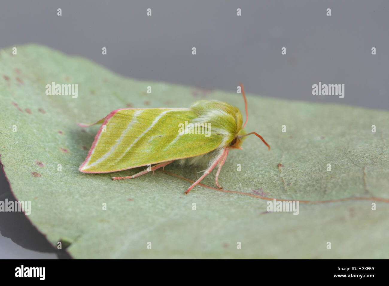 Grüne Silverlines (Pseudoips Prasinana), grün und weiß gestreift Motte, thront auf einem Blatt Stockfoto