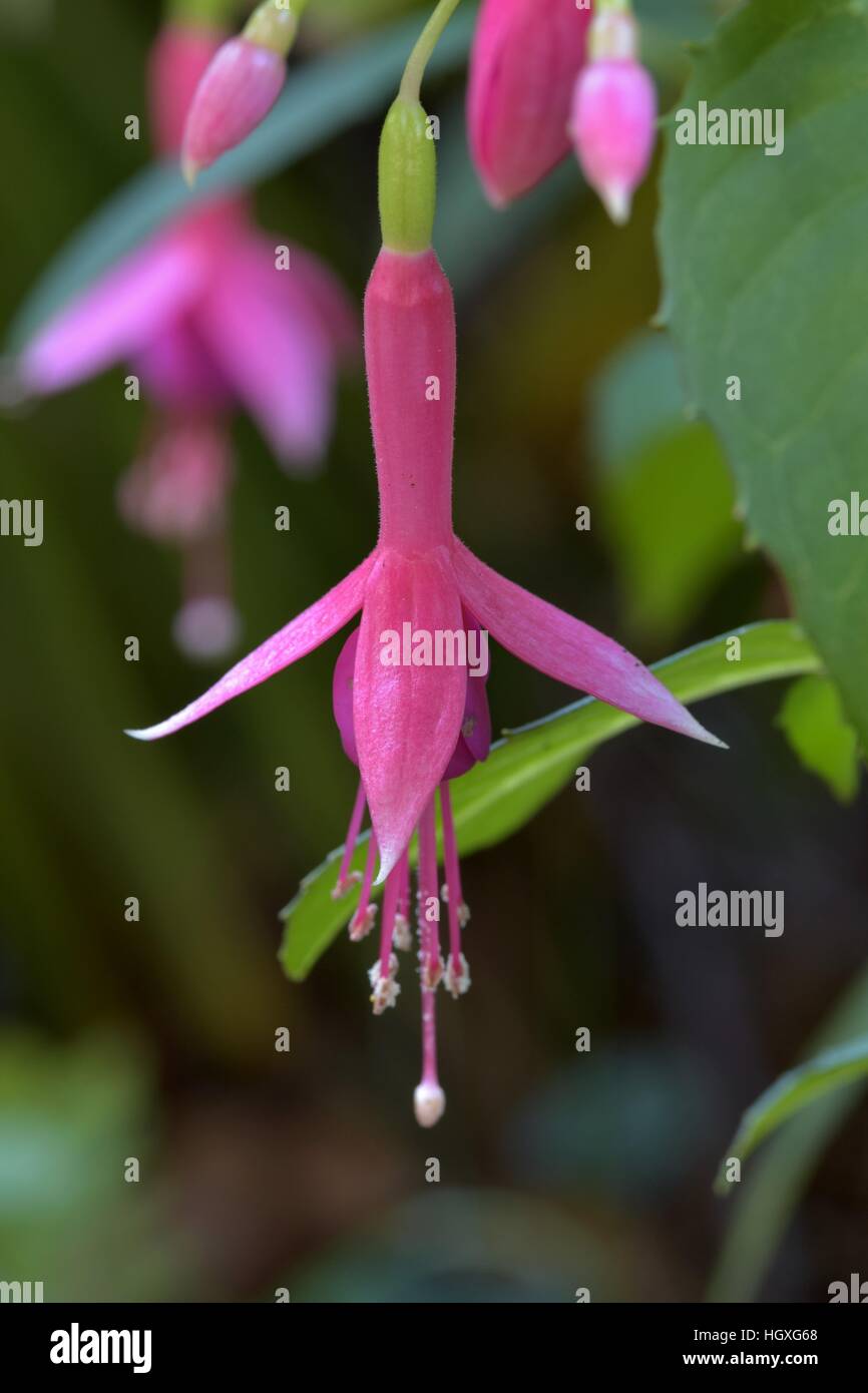 Einzelne Pink fuchsia Stockfoto