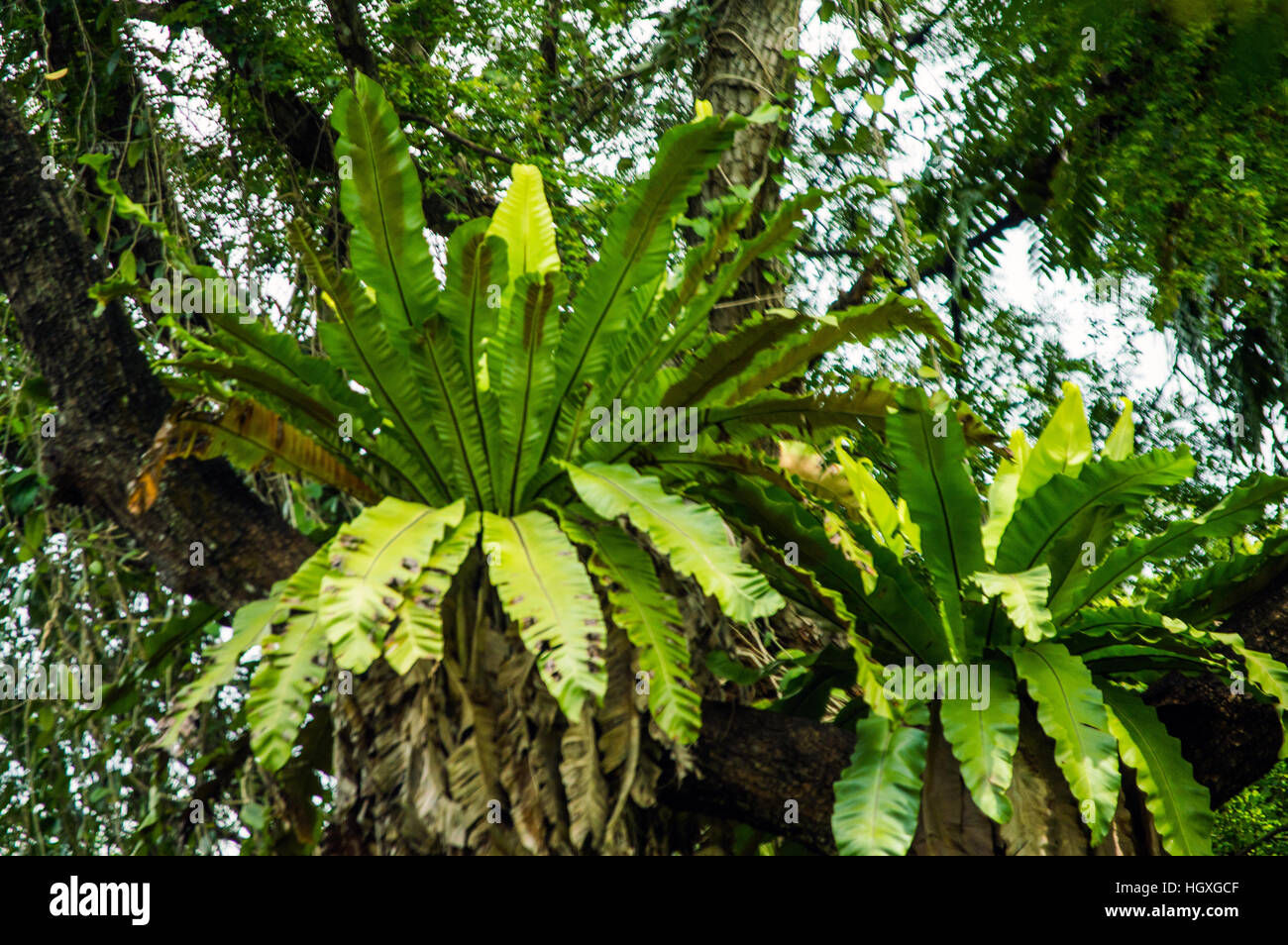 Epiphyten Luft Pflanzen, Fluss Kinta, Ipoh, Perak, Malaysia Stockfoto