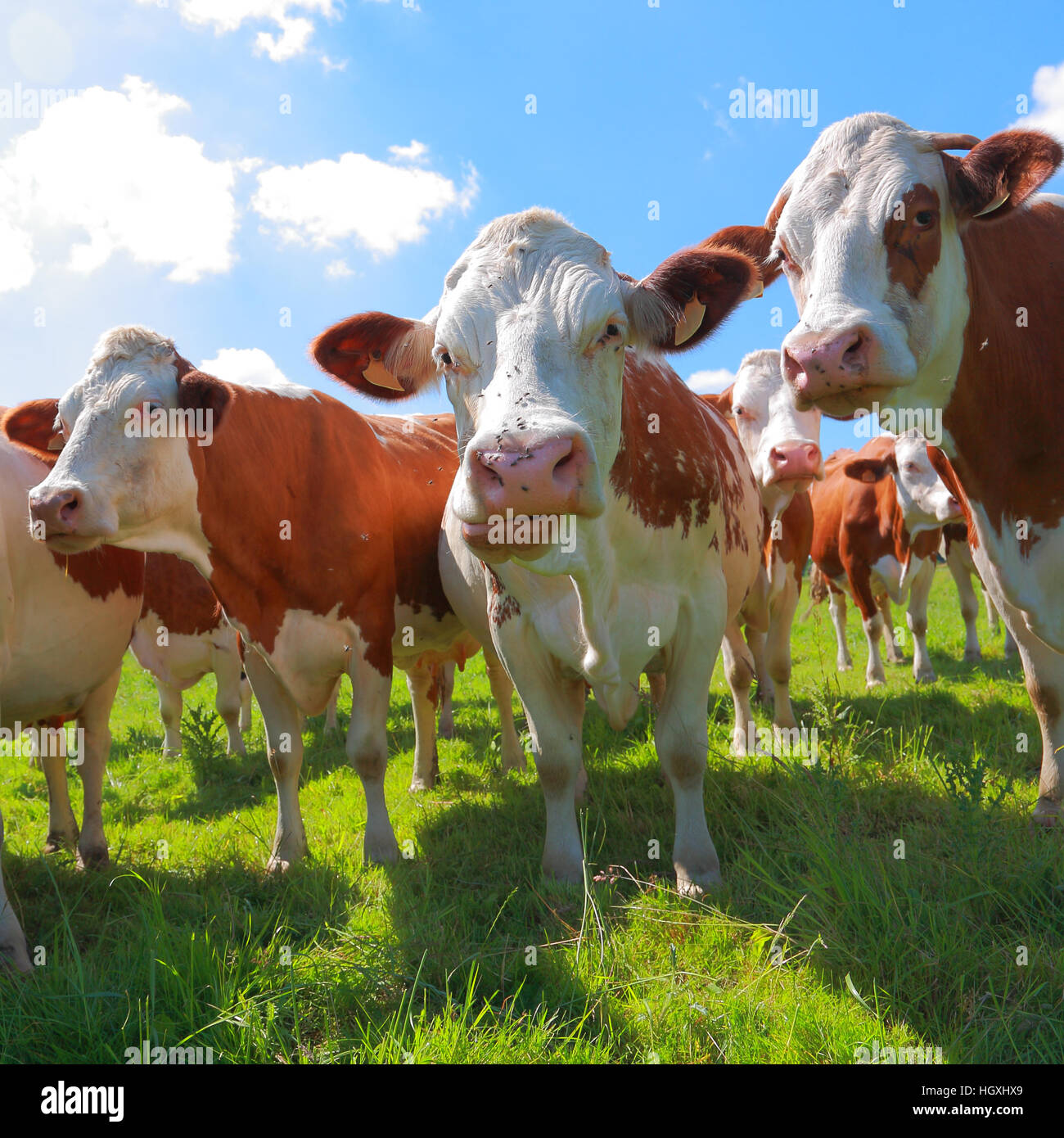 Montbeliarde Vieh auf der Weide Stockfoto