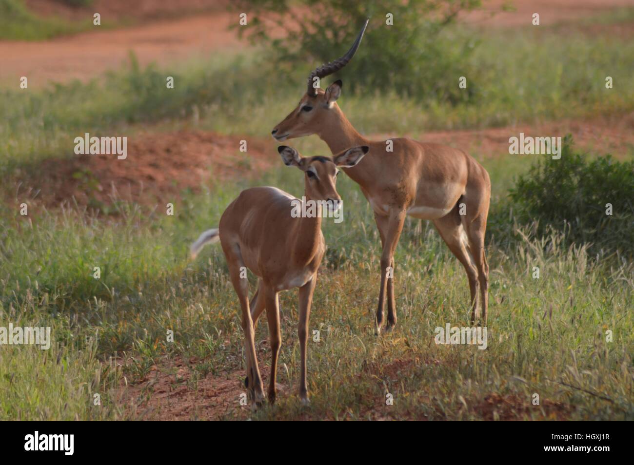 Zwei Impalas mit Abwehr in der Savanne von East Tsavo Park in Kenia Stockfoto