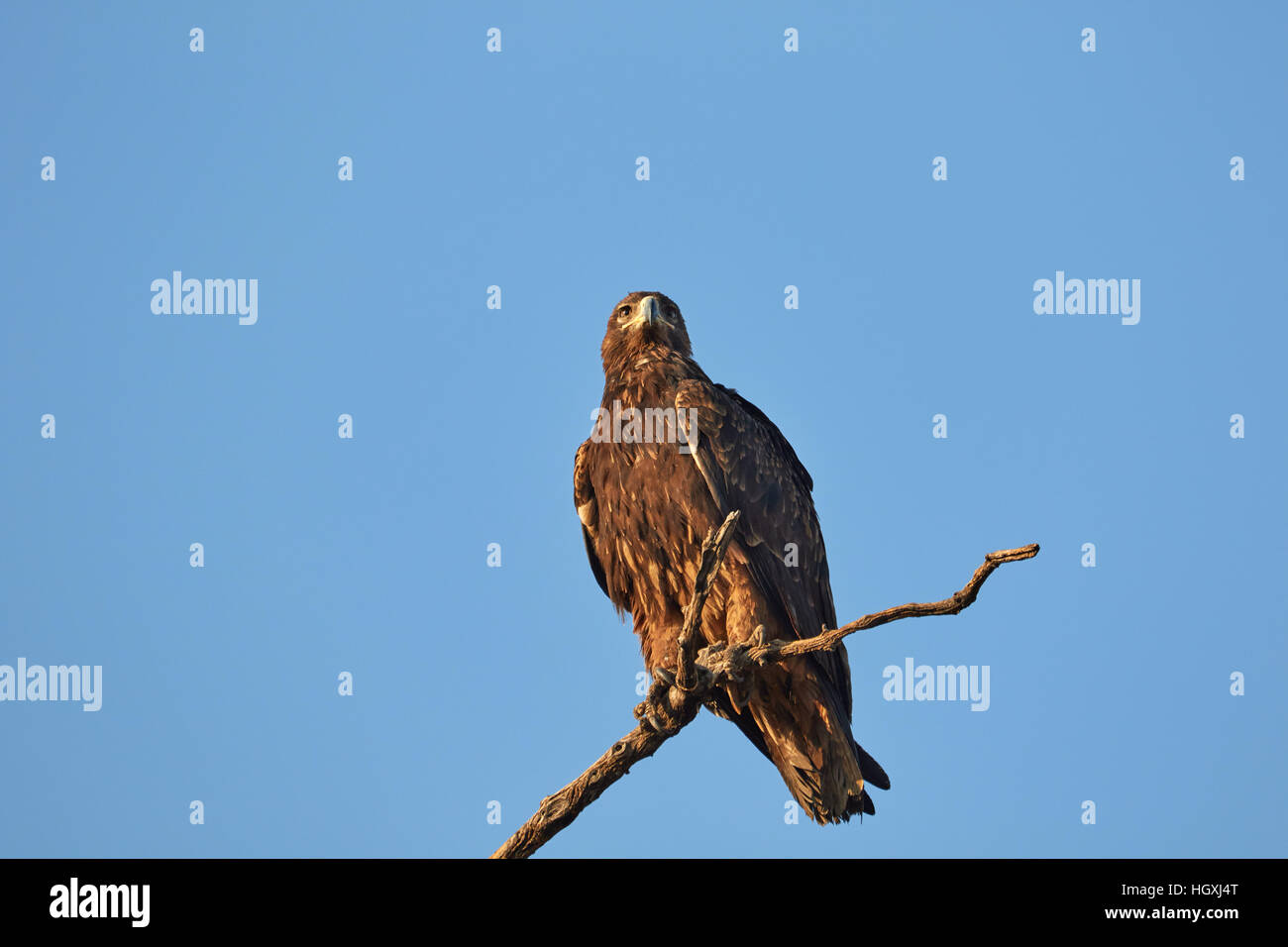 Adler auf einem Ast Stockfoto
