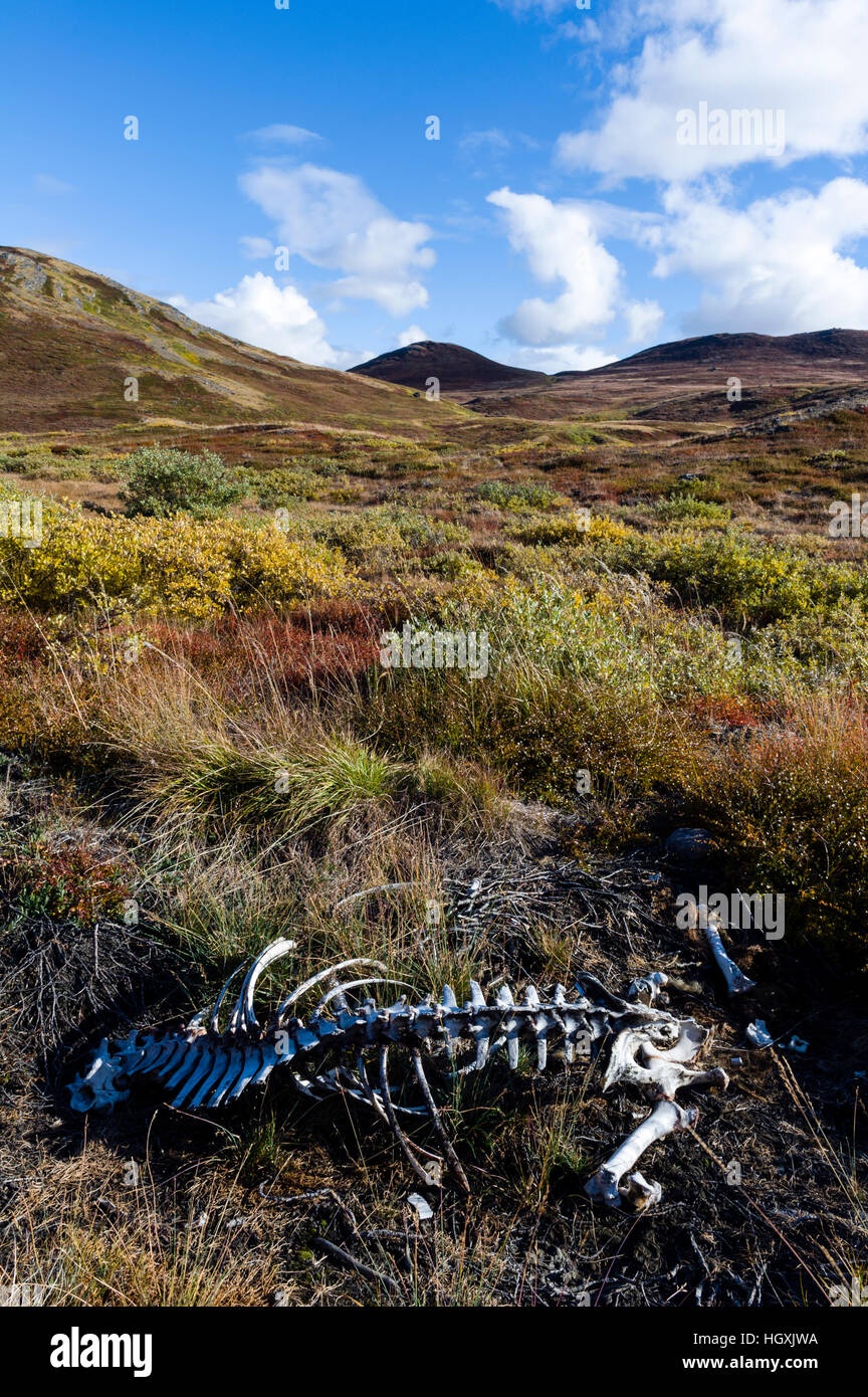 Der Muskox, Ovibos moschatus, auch buchstabiert Moschusochsen und Moschusochsen, ist ein arktisches Säugetier der Familie Bovidae, bekannt für sein dickes Fell und für den starken Geruch, der während der saisonalen Rut von Männern, von dem sein Name ableitet, emittiert wird. Stockfoto