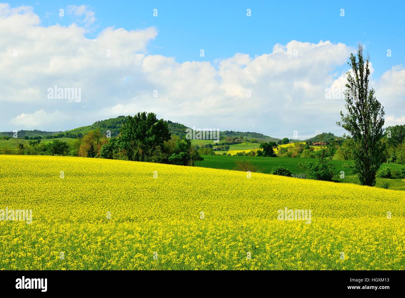 Landschaft von blumigen Feld mit den Bäumen und den Himmel Stockfoto