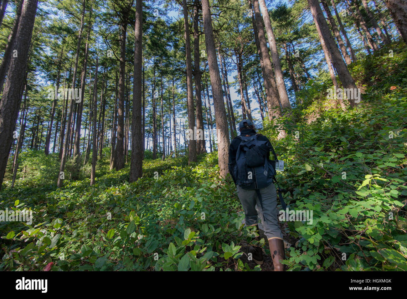 Ein Wanderer führt durch einen Wald auf Sucia Island, Washington State. Stockfoto