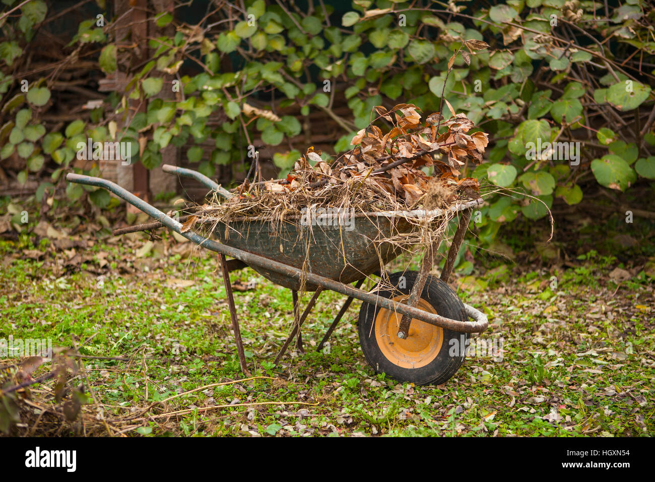 Alte rostige Schubkarre in einem herbstlichen Garten Stockfoto